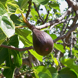 Higuera 'Noire de Caromb'